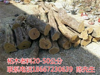 柘木老料.jpg