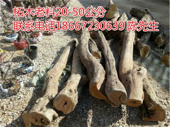 柘木.jpg