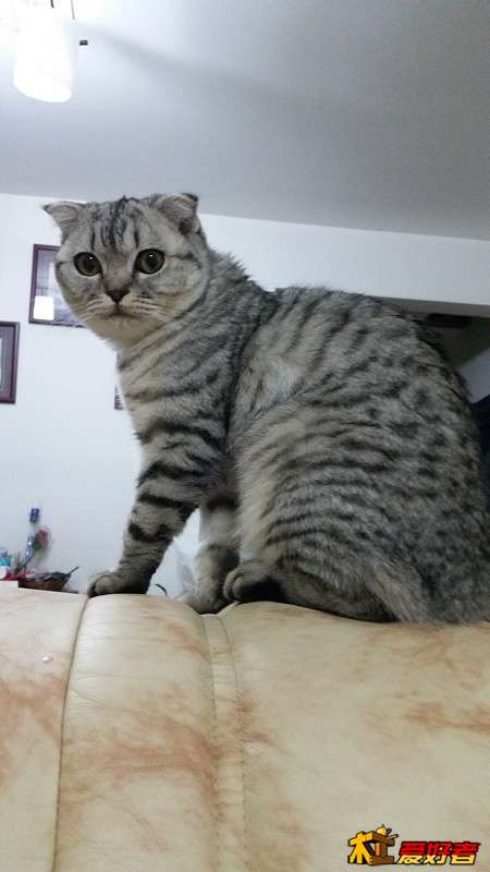 镇楼神猫—小谔