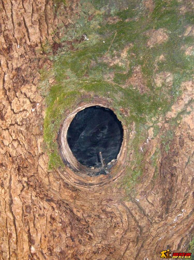 火烧大章树-01.jpg