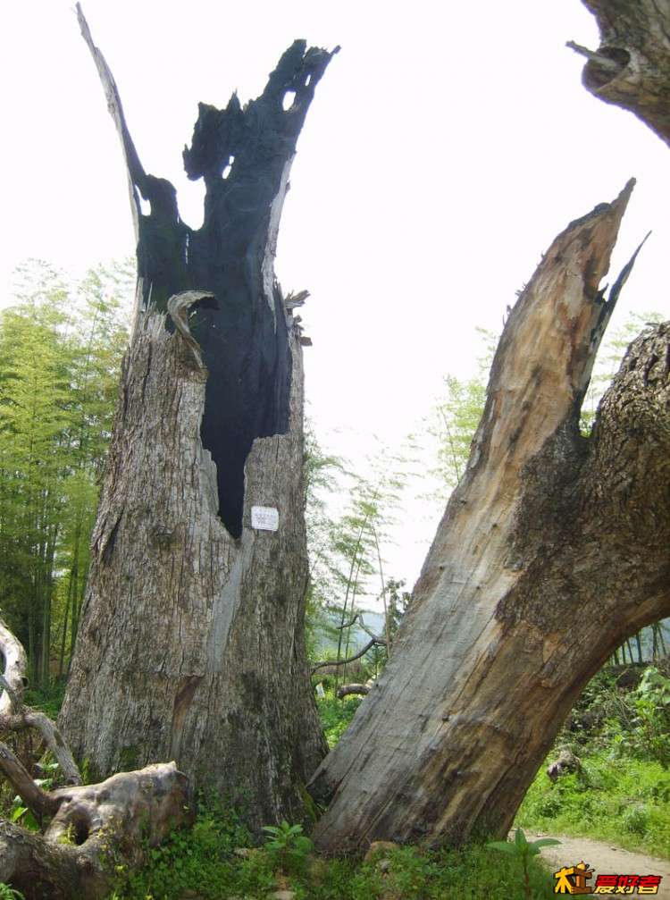 火烧大樟树-1.jpg