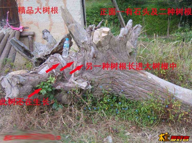 精品大树根-1.jpg