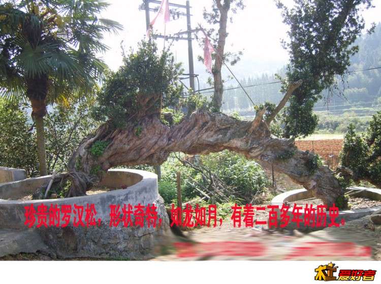 罗汉松-1.jpg