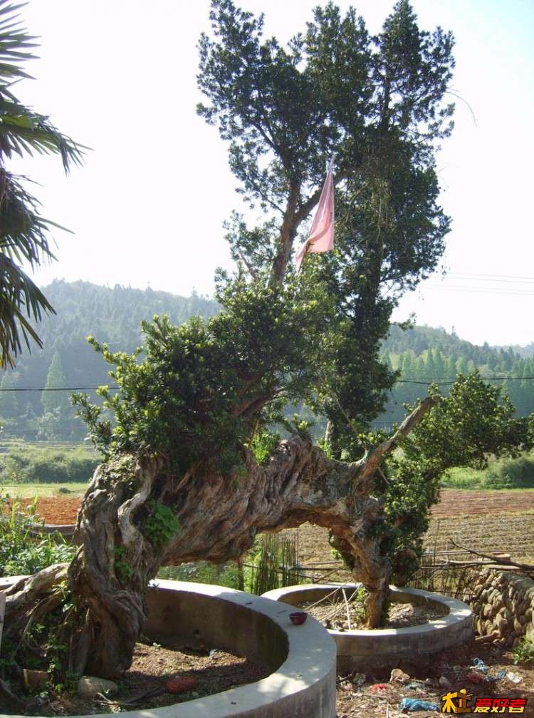 罗汉松-2.jpg