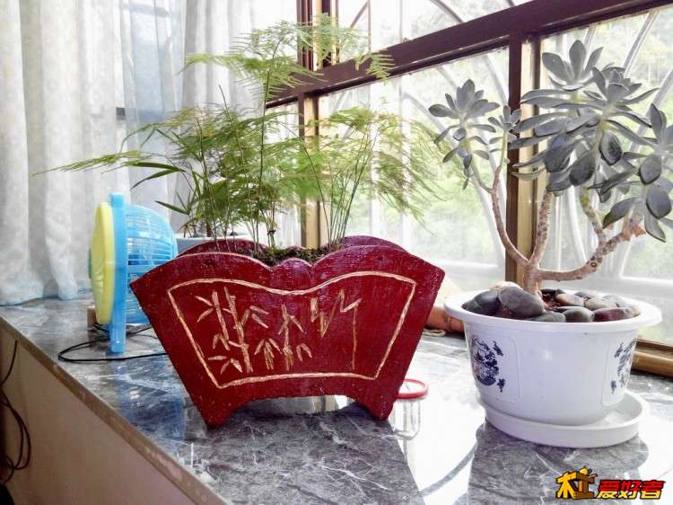 心爱文竹 01.jpg