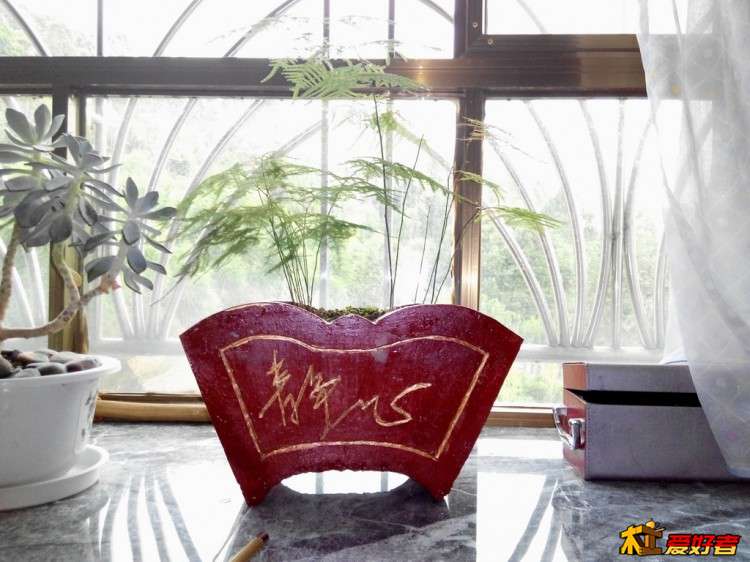 心爱文竹 02.jpg