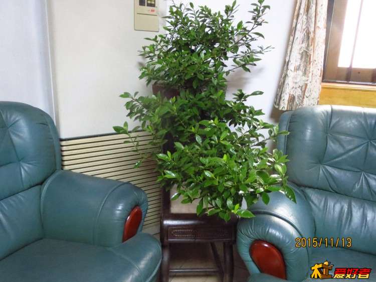 修酸枝枱31 (2).JPG