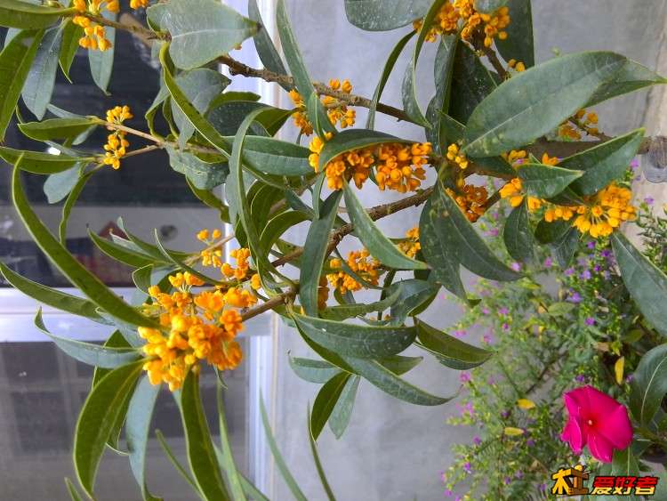 自己养的桂花镇楼