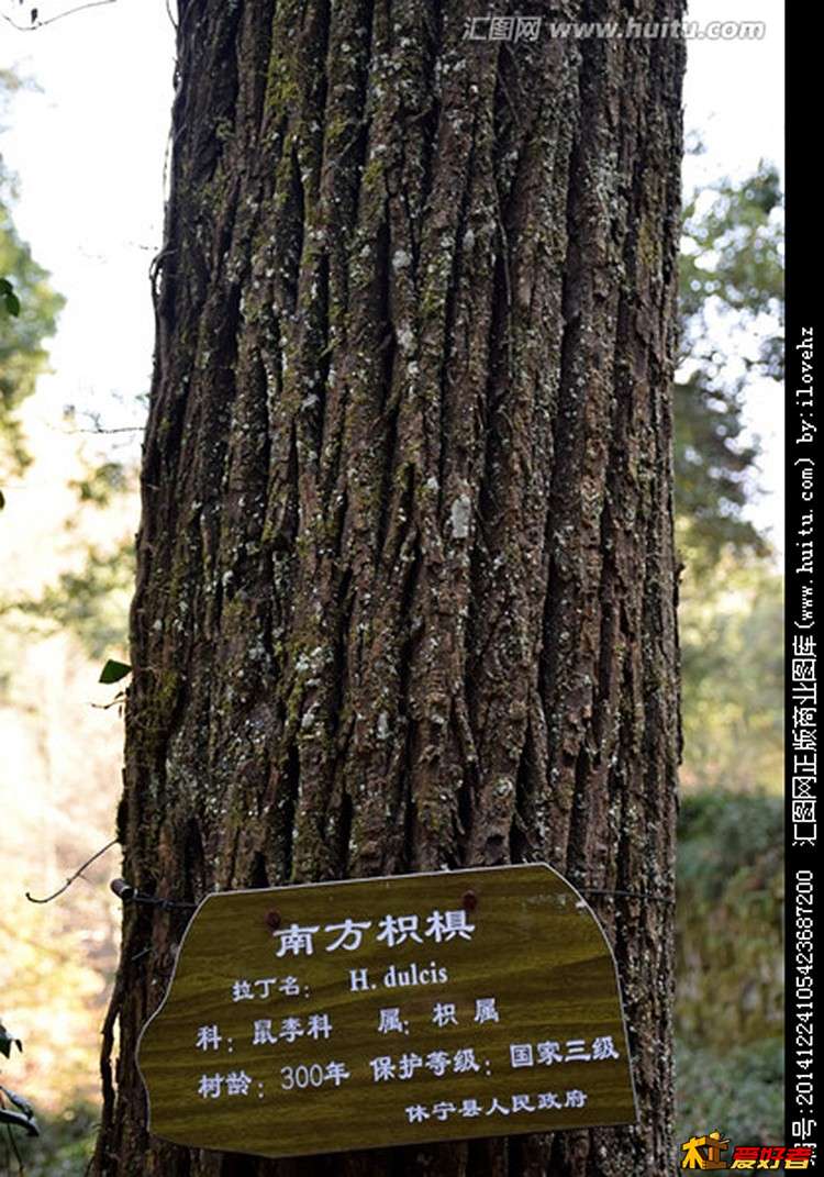 南方枳椇.jpg