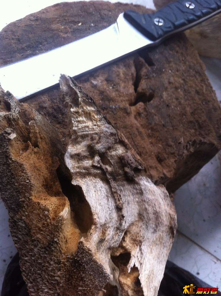 这照片里面后面放刀的那块也是,但没有上面照片里那棵被砍倒的时间久,自然结香也没有那个厚