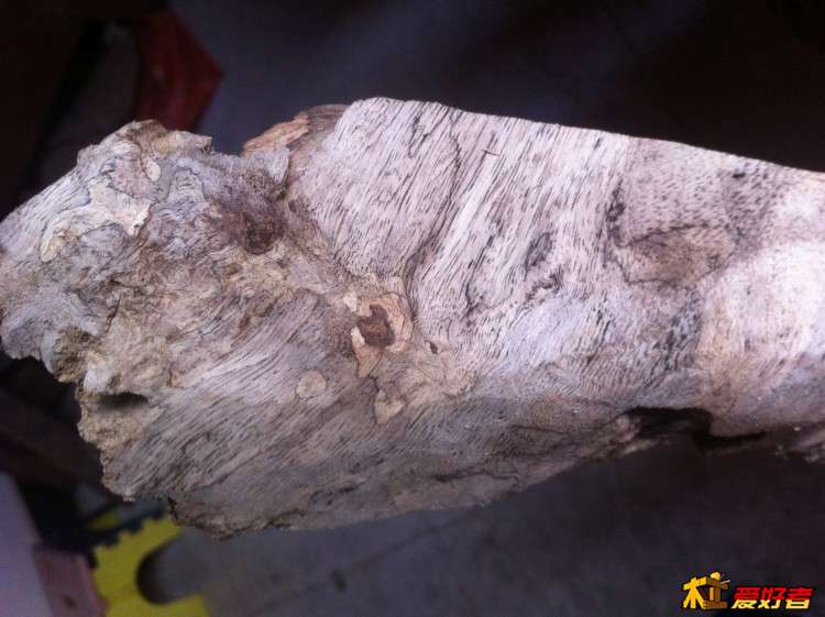 这也是倒架那棵树的,估计这片里面会出一块状的