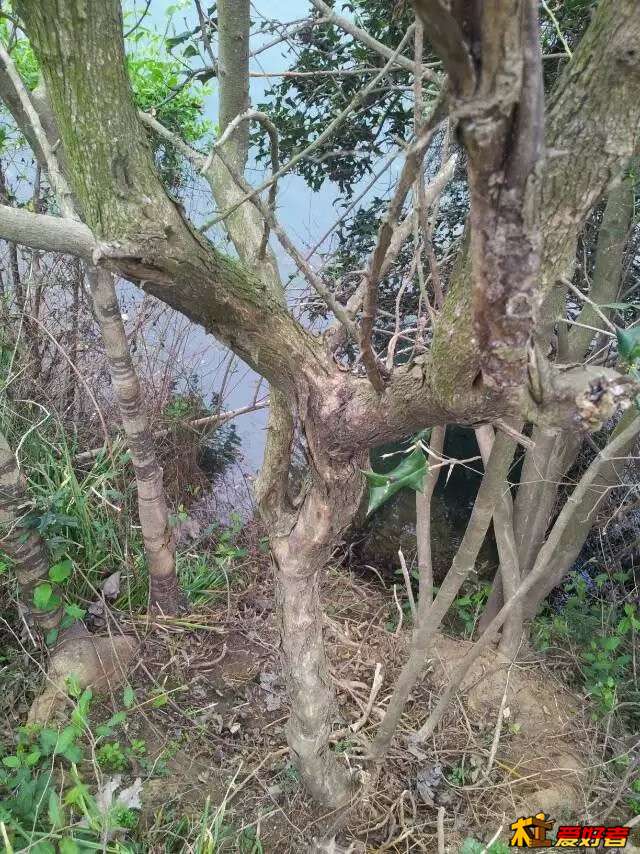 拓木1.jpg