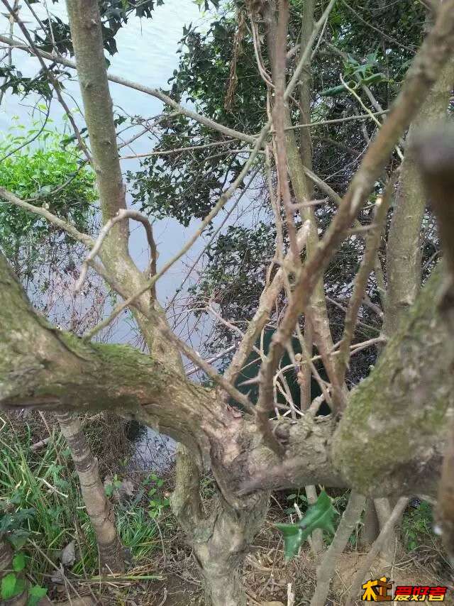 拓木2.jpg