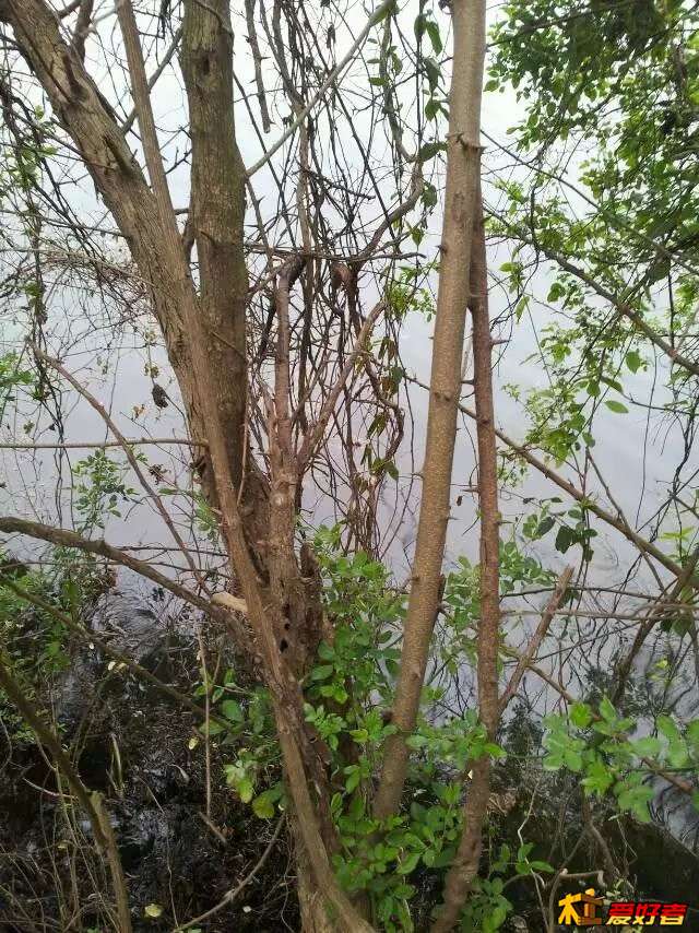 拓木7.jpg