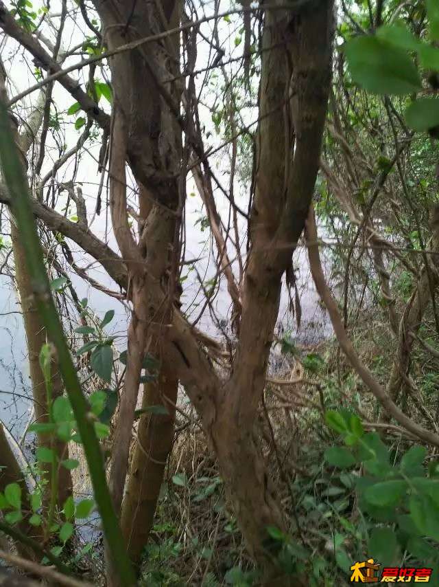 拓木6.jpg