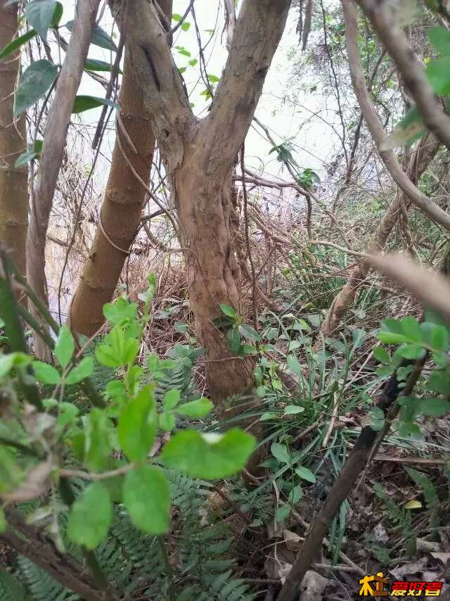 拓木9.jpg
