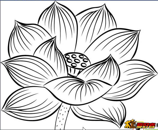 荷花.png