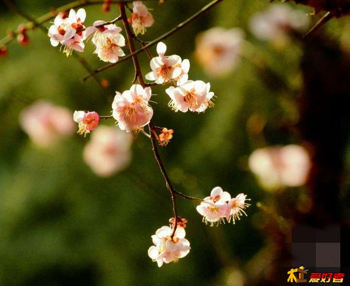 梅花