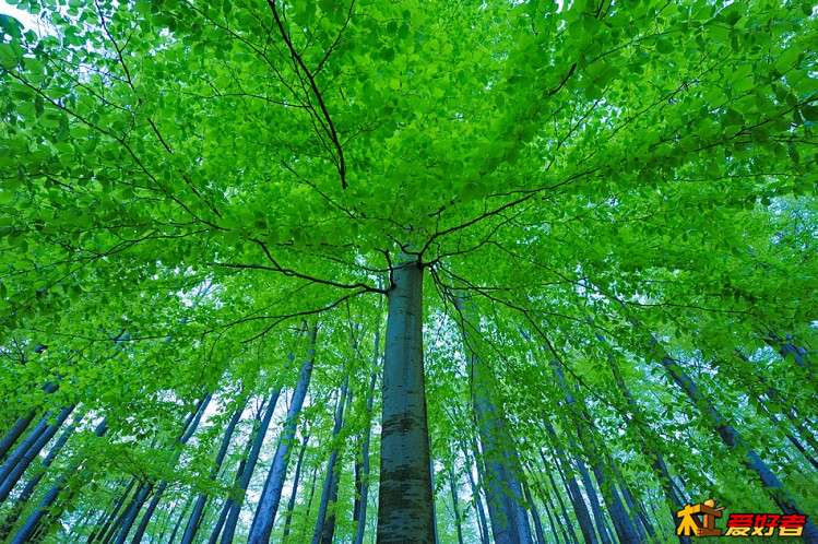 Beech tree-2.jpg