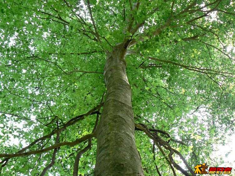 Beech tree.jpg