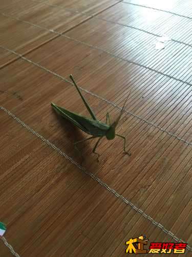 image.jpeg