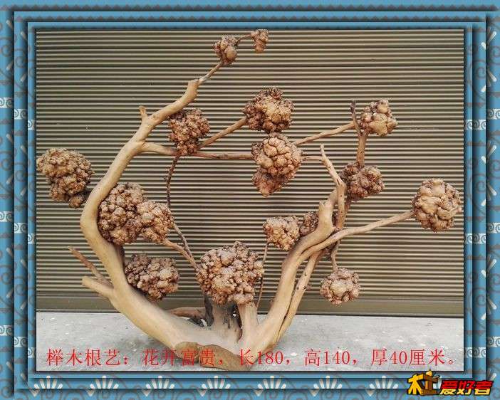 榉木根艺：花开富贵，长180，高140，厚40厘米。1.jpg