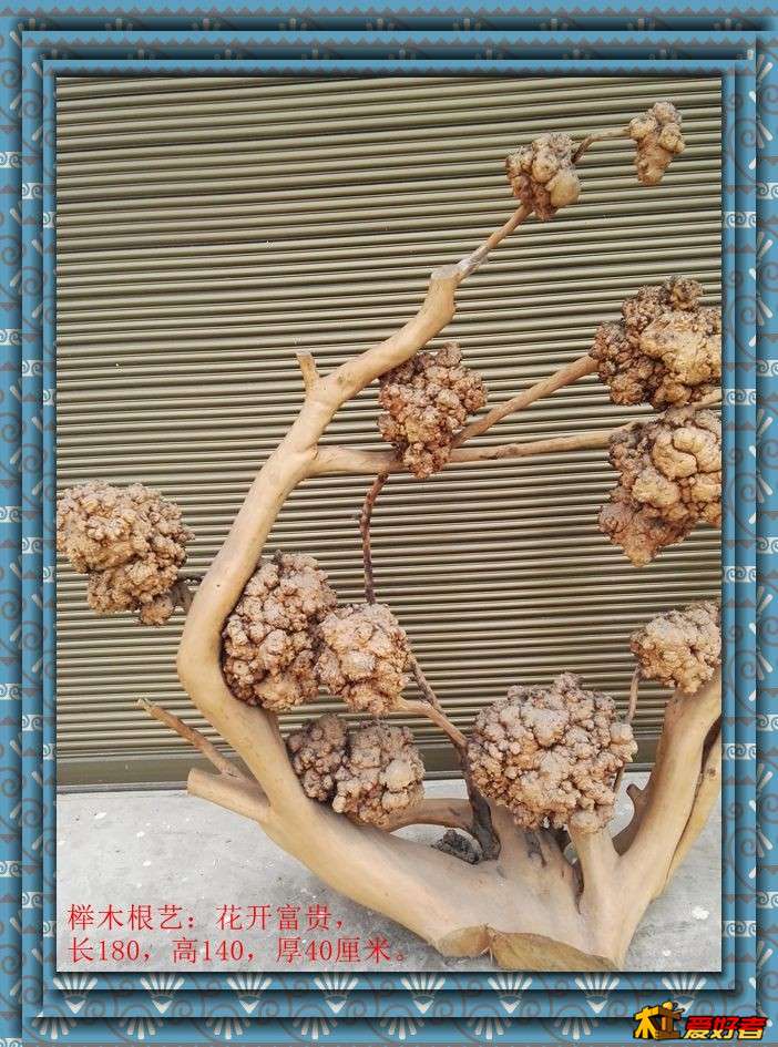 榉木根艺：花开富贵，长180，高140，厚40厘米。3.jpg