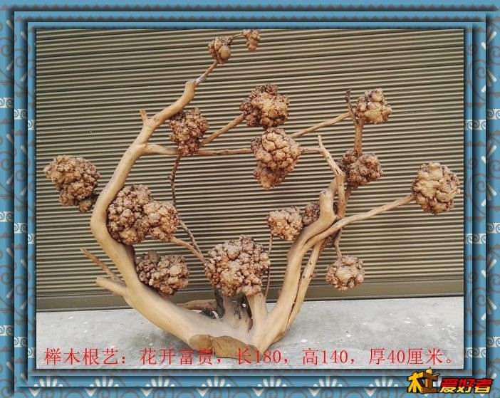 榉木根艺：花开富贵，长180，高140，厚40厘米。2.jpg
