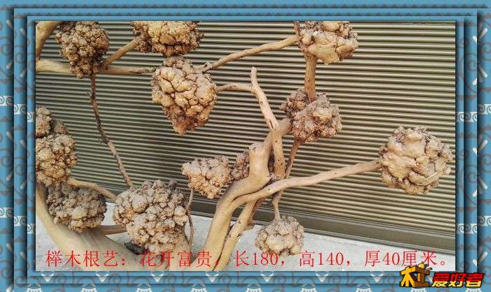 榉木根艺：花开富贵，长180，高140，厚40厘米。4.jpg