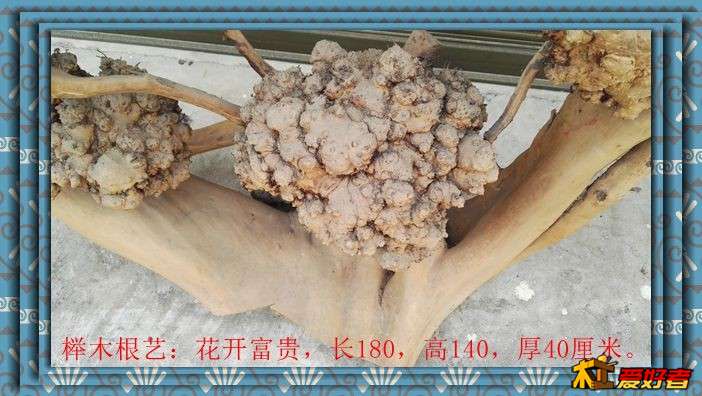 榉木根艺：花开富贵，长180，高140，厚40厘米。6.jpg