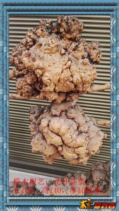 榉木根艺：花开富贵，长180，高140，厚40厘米。7.jpg