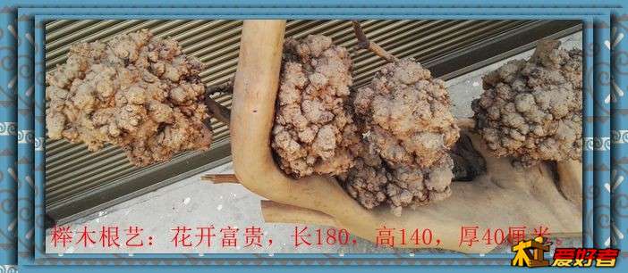 榉木根艺：花开富贵，长180，高140，厚40厘米。8.jpg