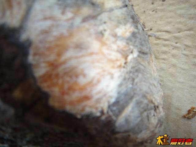 DSC02848.JPG