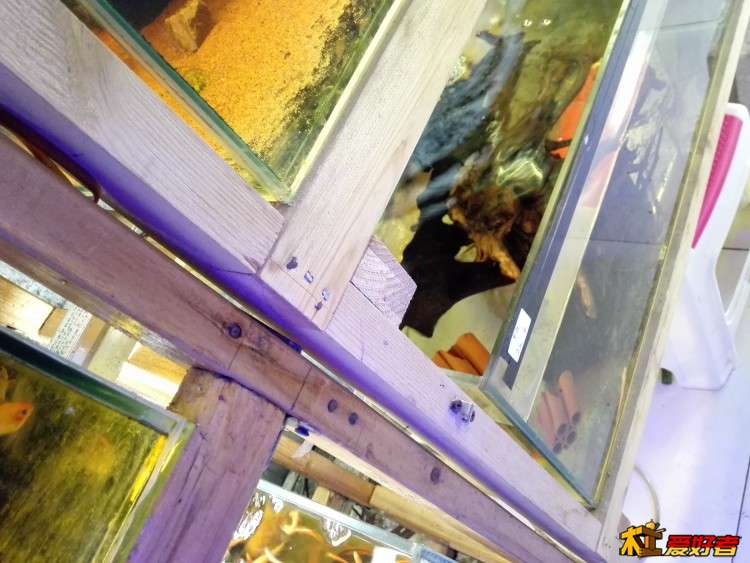 这是透榫吗？店主建议我用白胶、不锈钢木螺丝就很结实了