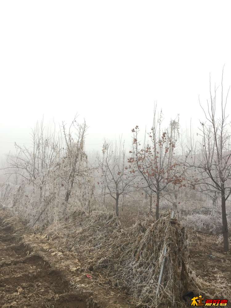 后院2.JPG