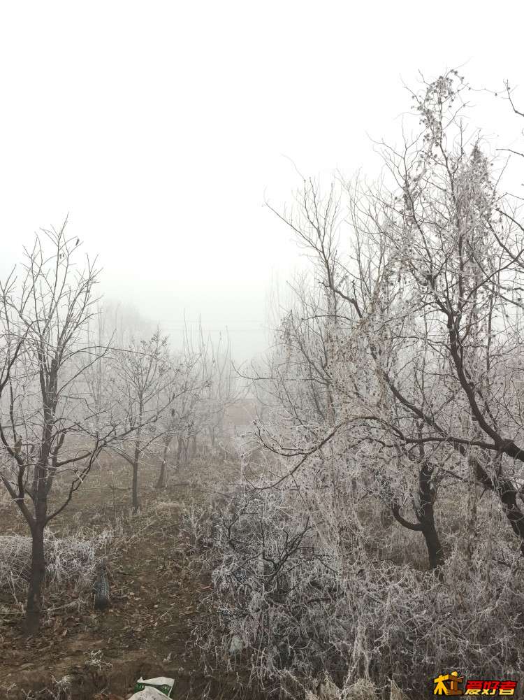 后院3.JPG