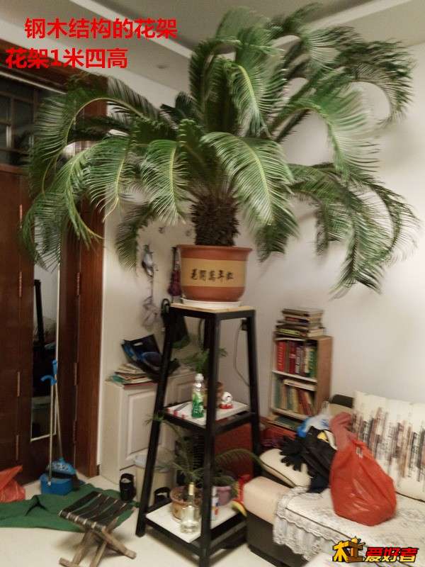 钢木结构的花架.jpg