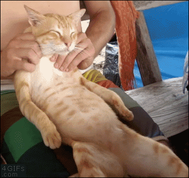 猫按摩.gif