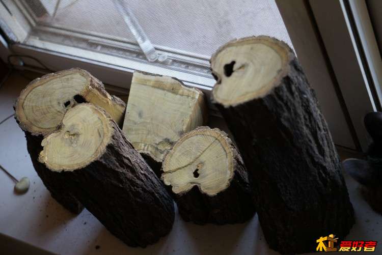 黄栌1.JPG