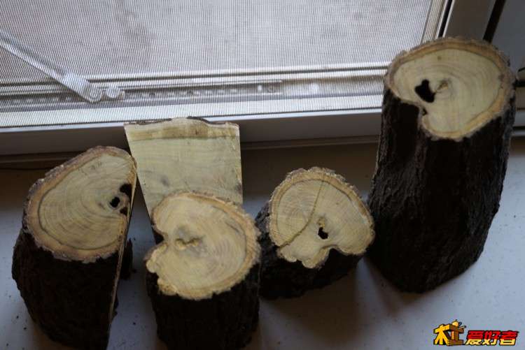 黄栌2.JPG