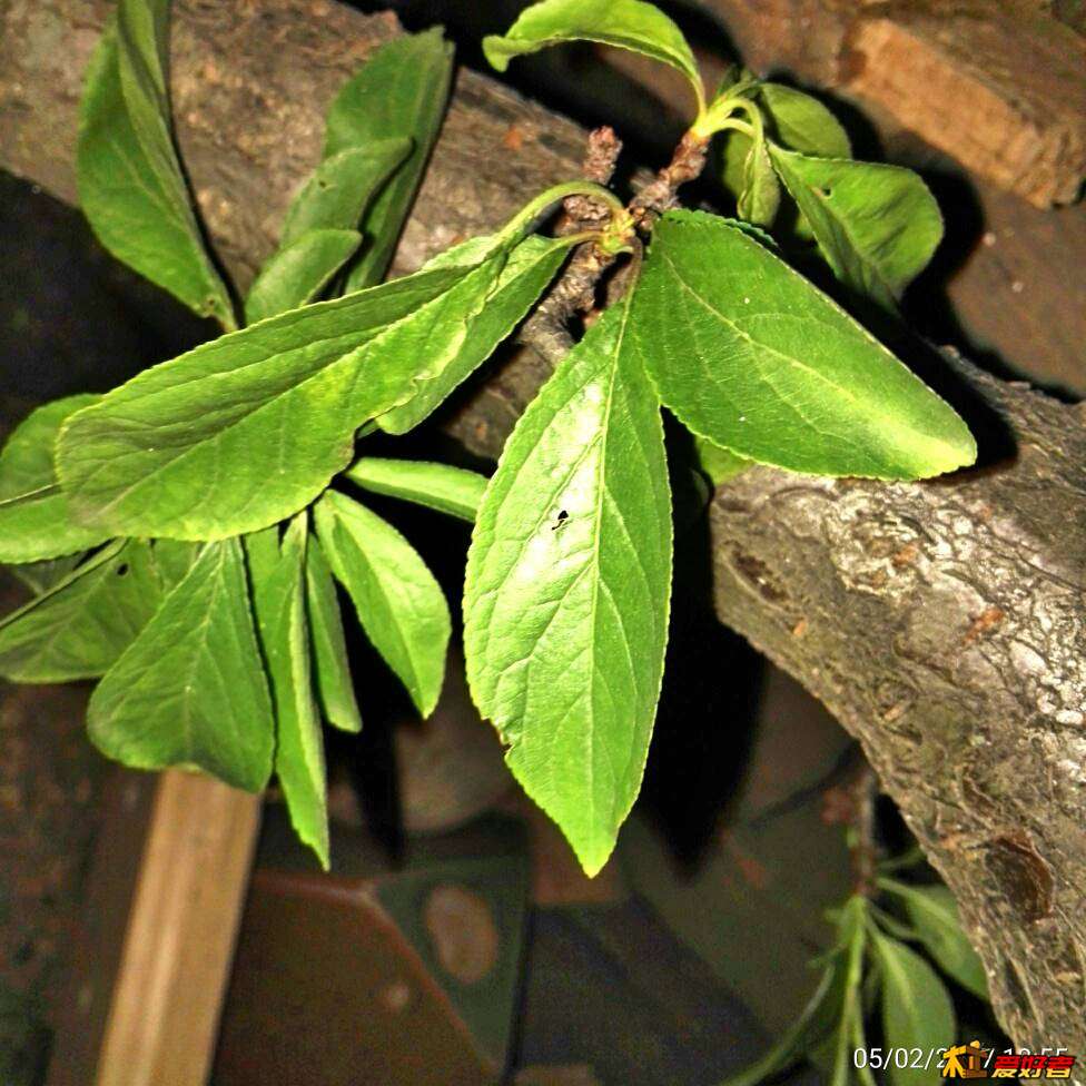 190401t22yrtox3yg2rgiu.jpg