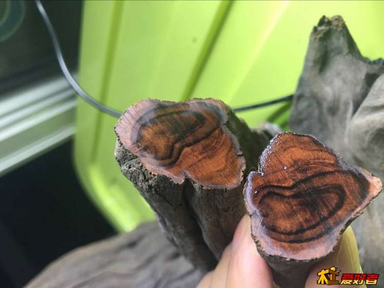 切开的横截面 摸上了水