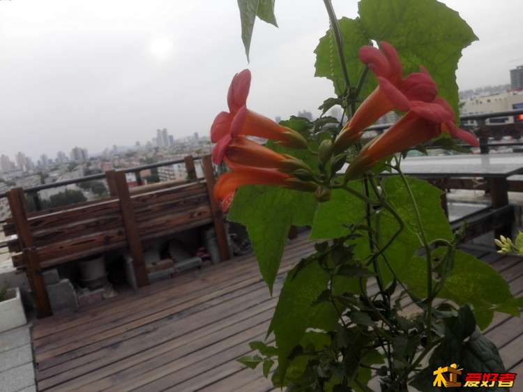 IMG_20170604_181505.jpg
