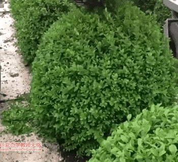 d54a1fa7ly1fh34xasa5ng209q08wkjm.gif