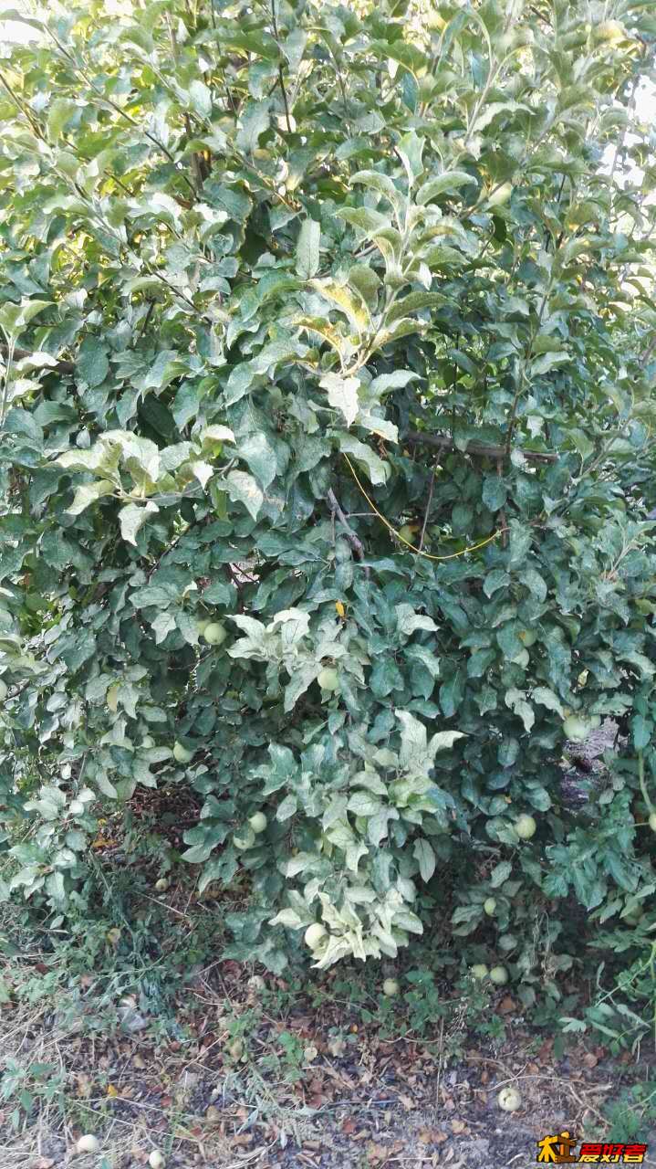 苹果树