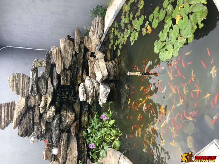 我2013年自己建造的小鱼池。也有很多瑕疵，比如过滤系统，还有循环系统，还有