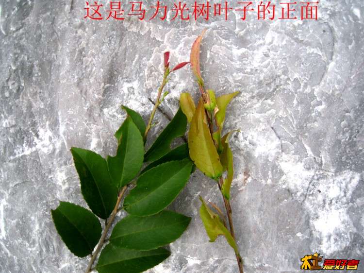 IMG_5976_副本s这是马力光树的叶子.jpg
