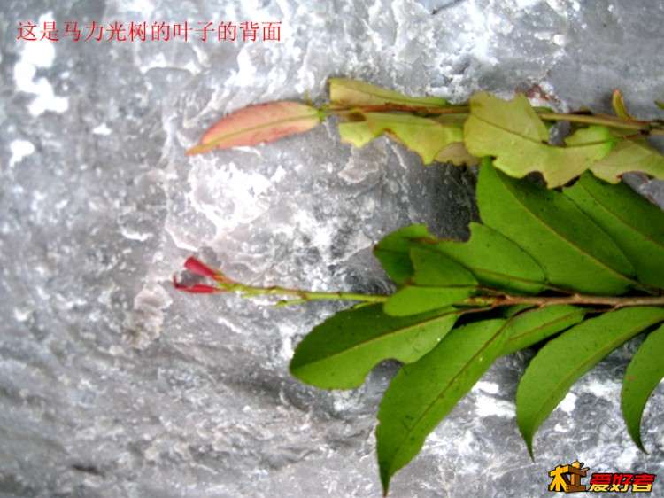 IMG_5978_副本.jpg