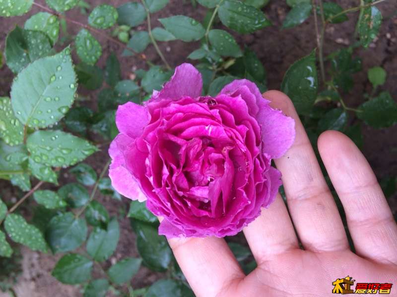 230552zhmw9hd49d41lh2g.jpg