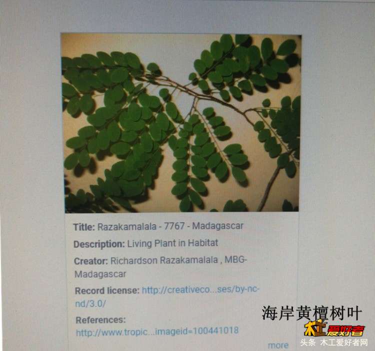 2-1海岸黄檀叶资料来源.jpg